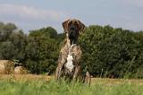 DOGUE ALLEMAND 317